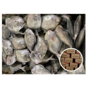 China Land Farmed Fish Piaractus Brachypomus