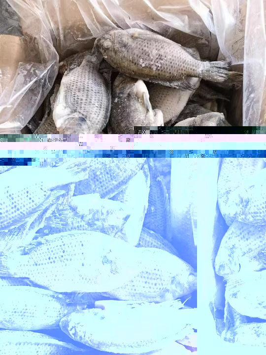 China Manufacturer Frozen Tilapia Fish Farming