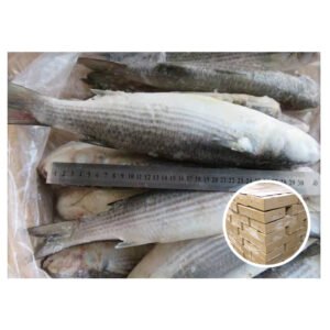 China Origin Fresh Fish Grey Mullet