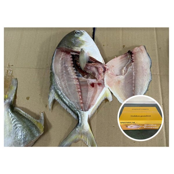 China Origin Frozen Fish Golden Pacu