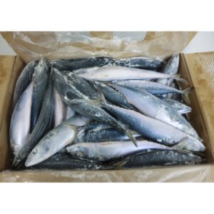 China Origin Frozen Fish Pacific Mackerel