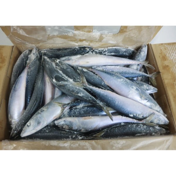 China Origin Frozen Fish Pacific Mackerel China Origin Frozen Fish Pacific Mackerel