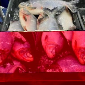 China Origin Frozen Red Pacu IQF