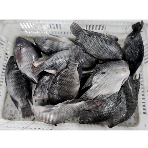 China Origin Frozen Tilapia Gutted Scaled