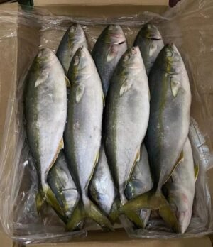 China Origin Top Grade Frozen Yellowtail