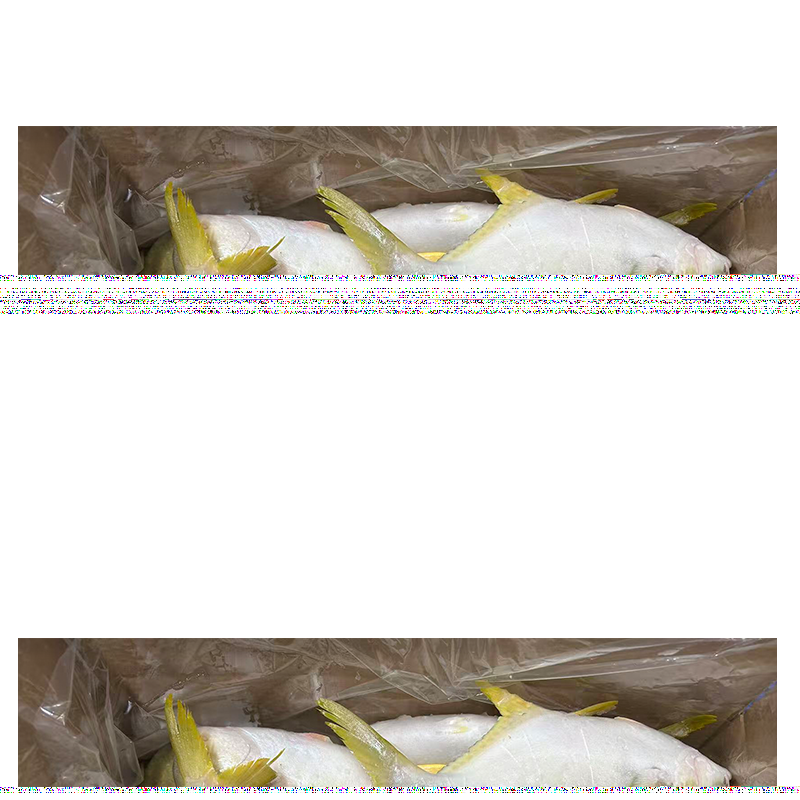 China Origin Wholesale Price Trachurus Japonicus