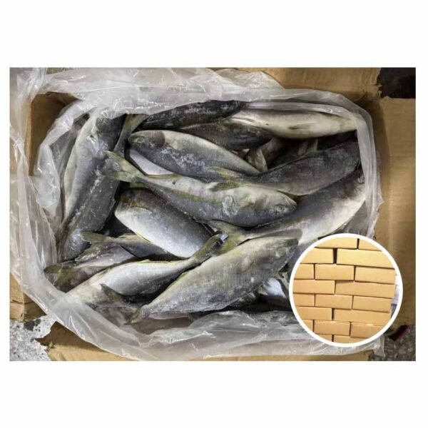 China Original Amberjack Tuna Seriola Quinqueradiata