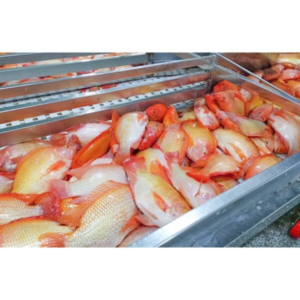 China Red Tilapia Sea Fresh Live