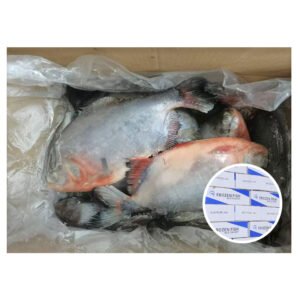 China Seafood Whole Round Red Pomfret