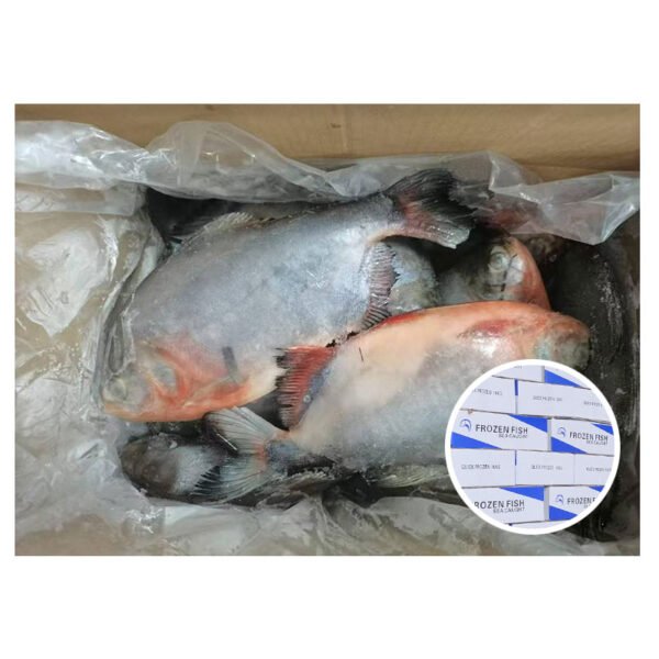 China Seafood Whole Round Red Pomfret