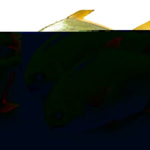 China Supplier Golden Pompano Pomfret IQF