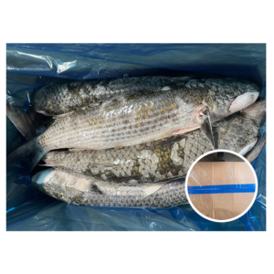 China Supplier Gutted Grey Mullet 5pcs