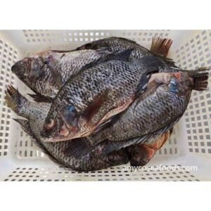 China Tilapia Whole Round Frozen 300