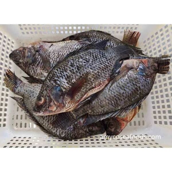 China Tilapia Whole Round Frozen 300