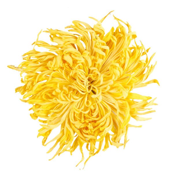 Chrysanthemum Natural Flavor Dried Chrysanthemum Tea