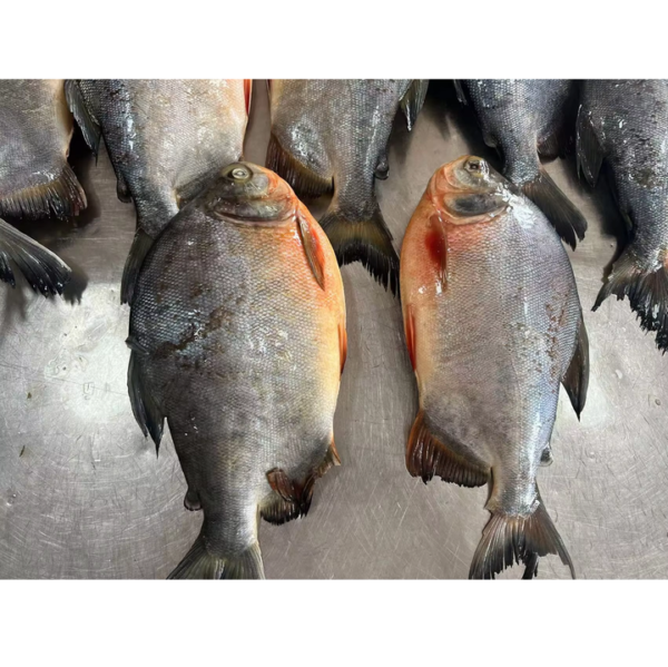 Competitive Frozen Seafood Red Pomfret Pompano