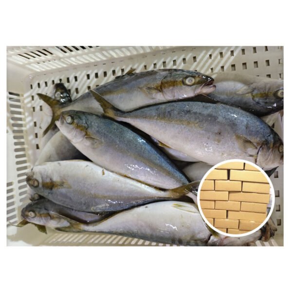 Competitive Price Amberjack Tuna Hamachi 300