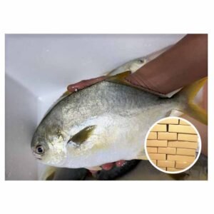 Competitive Price Farming Fish Golden Pompano