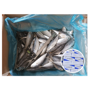 Competitive Price Frozen Horse Mackerel 16cm