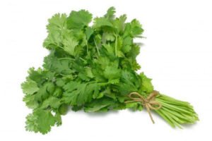 Coriander 100g — premium quality