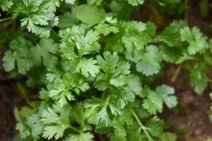 Coriander — premium quality