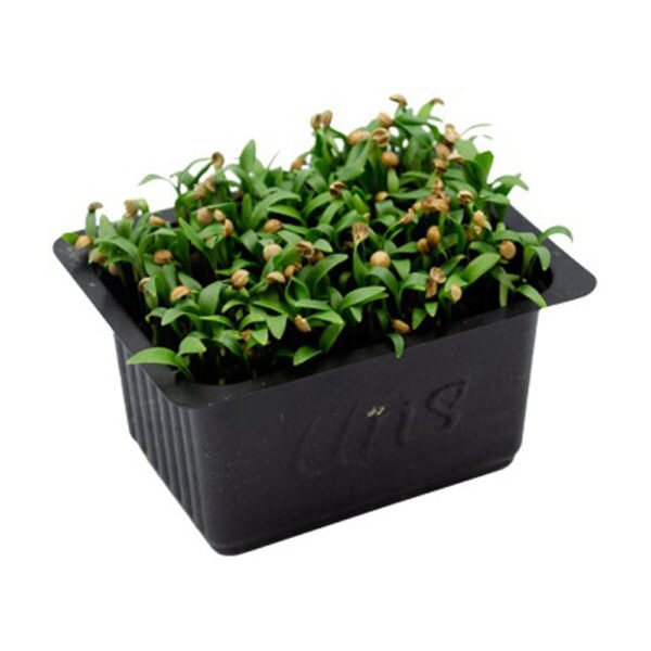Coriander Cress — premium quality
