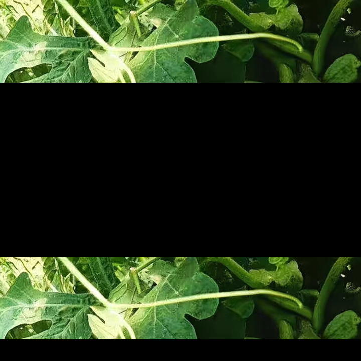 Cowpea