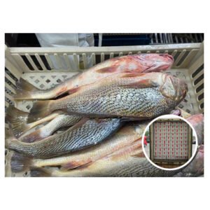 Croaker Fish 300 1000g Whole Round