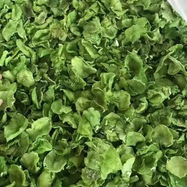 Dehydrated Lettuce Stem Slices