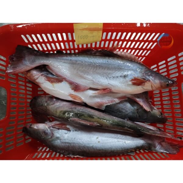 Distributors Premium Quality Pangasius Fish Factory Distributors Premium Quality Pangasius Fish Factory