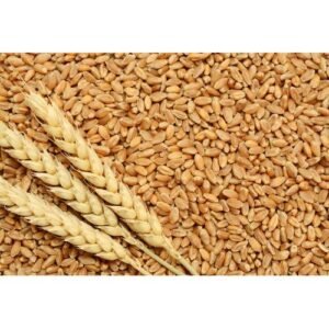 Dried Wheat Grain Animal Feed Wholesale