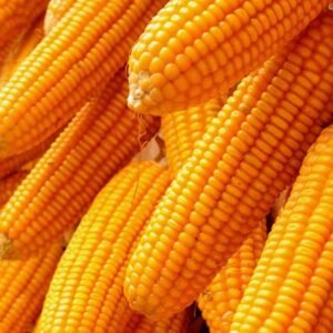 Dried Yellow Corn Animal Feed 1st