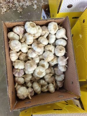 Dubai Market Snow White Garlic Price