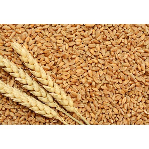 Durum Wheat Grain Nature High Quality