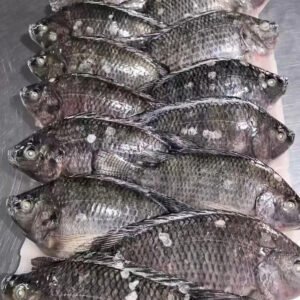 Export Frozen Tilapia BQF 10 Glazing