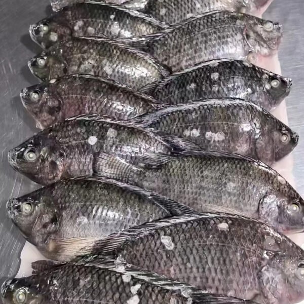 Export Frozen Tilapia BQF 10 Glazing