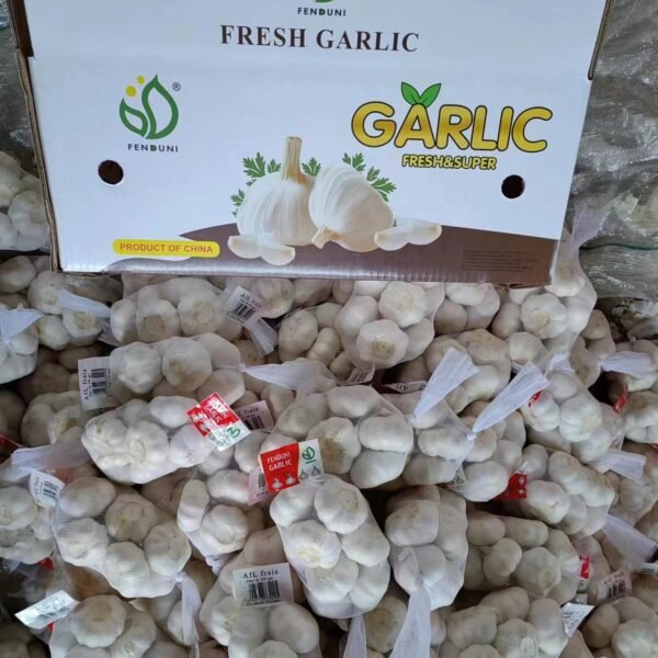 Export Organic Fresh White Garlic to