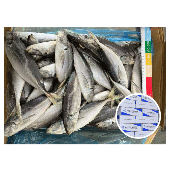 Export Standard Frozen Horse Mackerel Whole