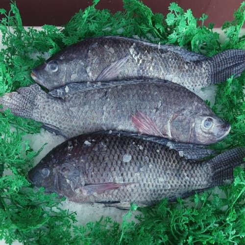 Exporter Frozen Tilapia Fish Fillet
