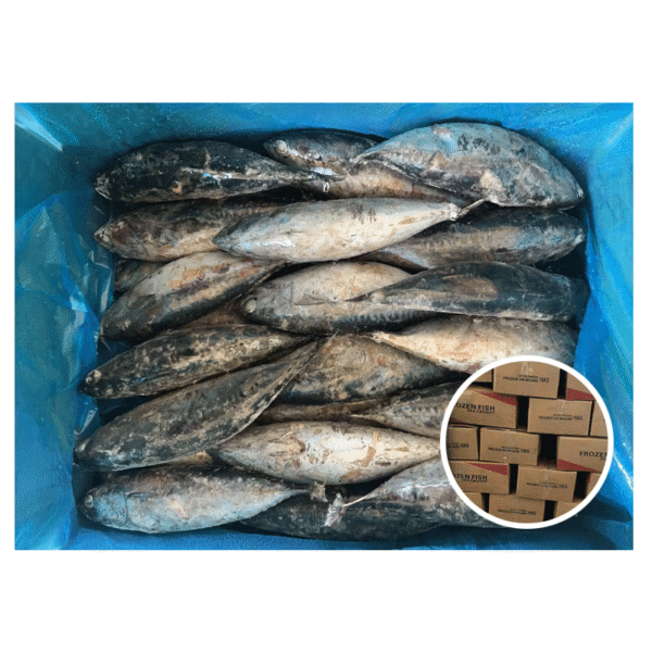 Factory Direct Frozen Bonito Whole Fish