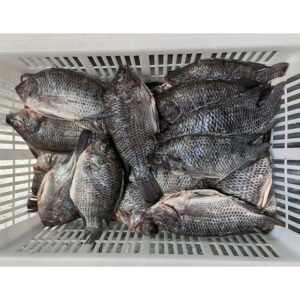 Factory Direct Frozen Tilapia Gutted Scaled