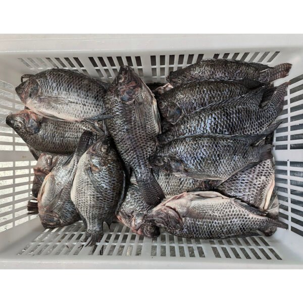 Factory Direct Frozen Tilapia Gutted Scaled