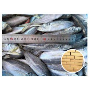 Factory Direct Price Frozen Horse Mackerel
