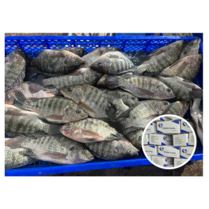 Factory Direct Supply Farm Fish Tilapia