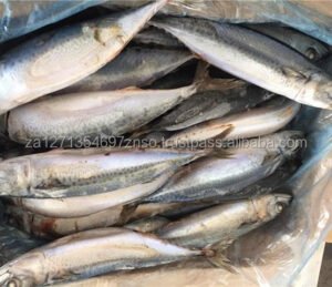Factory Fresh Frozen Horse Mackerel Fish