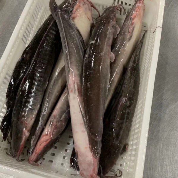 Factory Price Premium Quality Frozen Catfish Factory Price Premium Quality Frozen Catfish