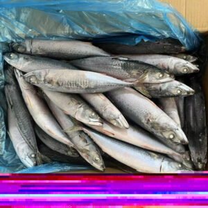 Factory Price Top Freshness Pacific Chub