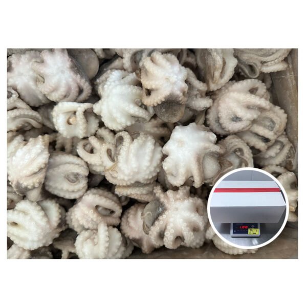 Factory Price Wholesale Processed Squid Products Factory Price Wholesale Processed Squid Products
