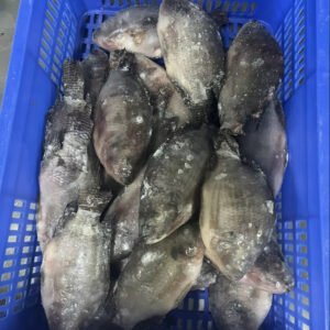 Farm Tilapia From China Frozen Whole