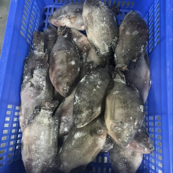 Farm Tilapia From China Frozen Whole Farm Tilapia From China Frozen Whole